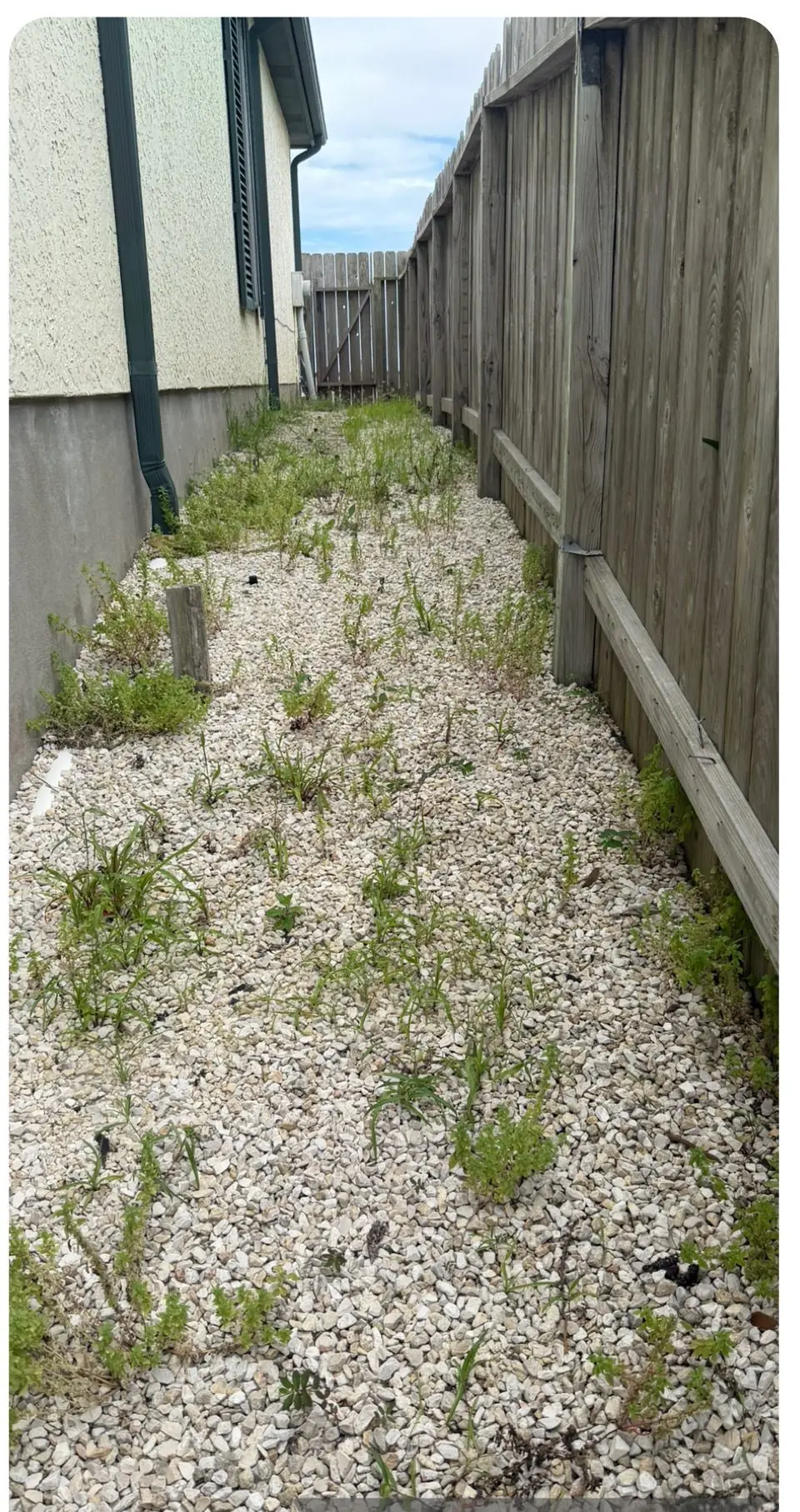 Gravel side path overgrown with weeds before SiteHarbor weed control