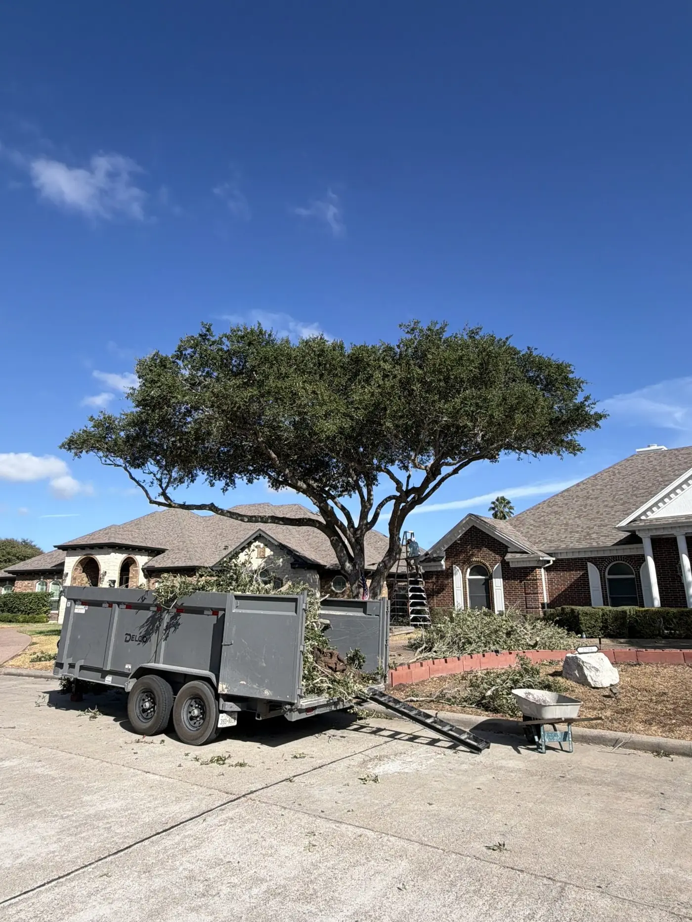 Live oak being trimmed with limbs loaded into a dump trailer for haul-off